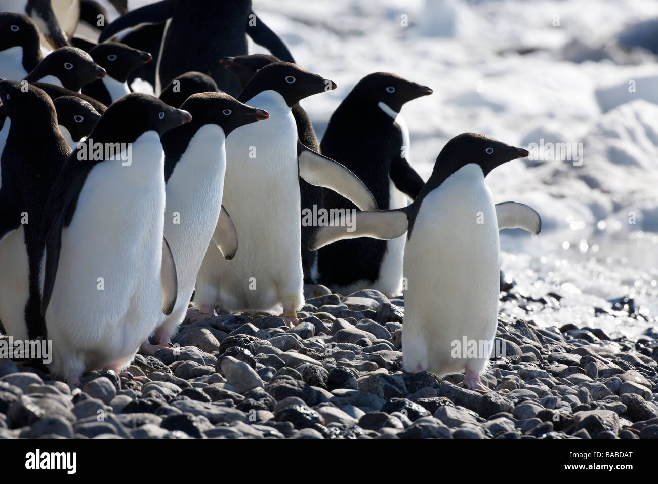 Adelie penguins Pygoscelis adeliae on beach Paulet Island Antarctic Peninsula Antarctica Stock Photo