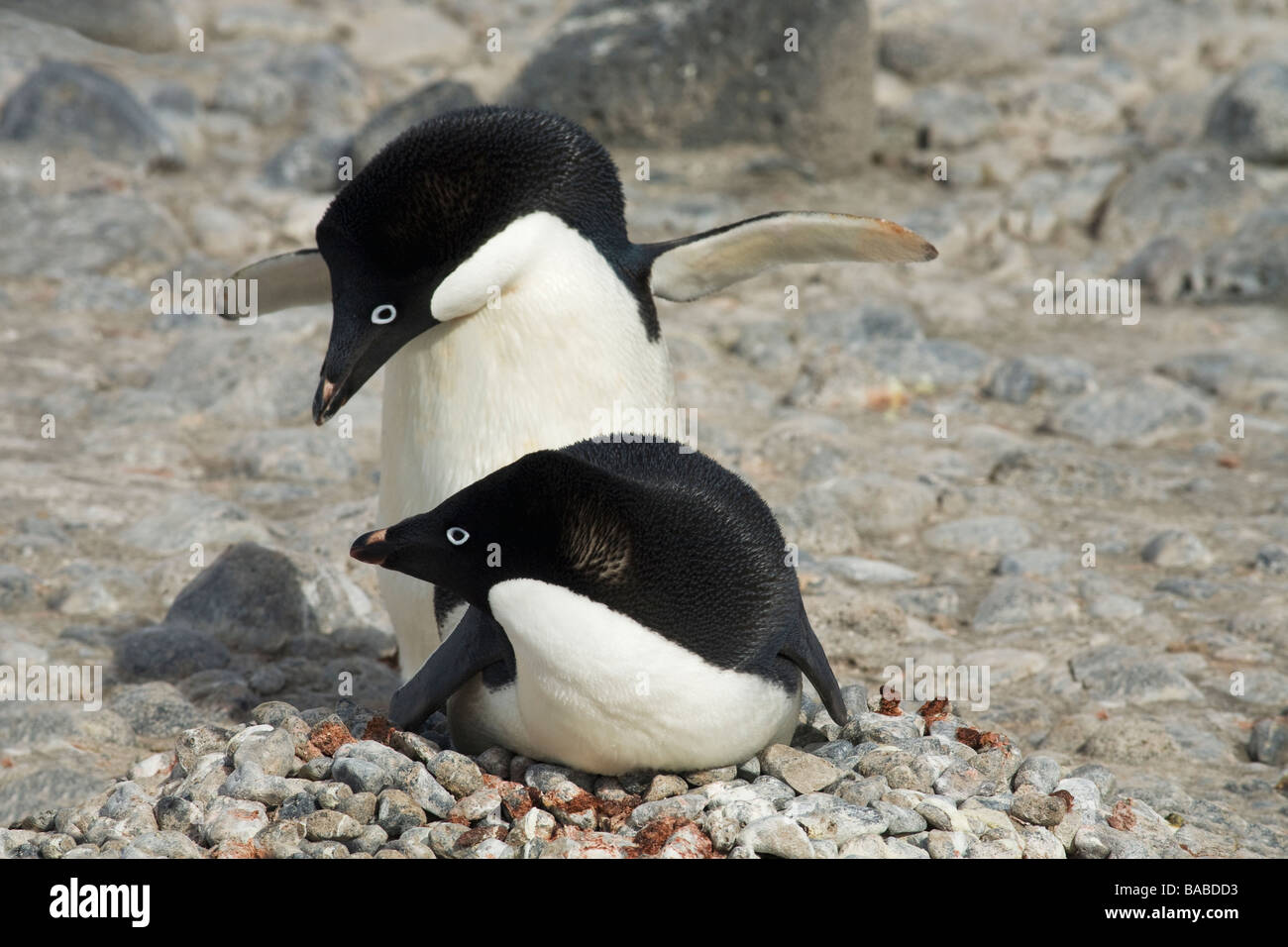Breeding pair of Adelie penguins Pygoscelis adeliae on nest of small stones Paulet Island Antarctic Peninsula Antarctica Stock Photo
