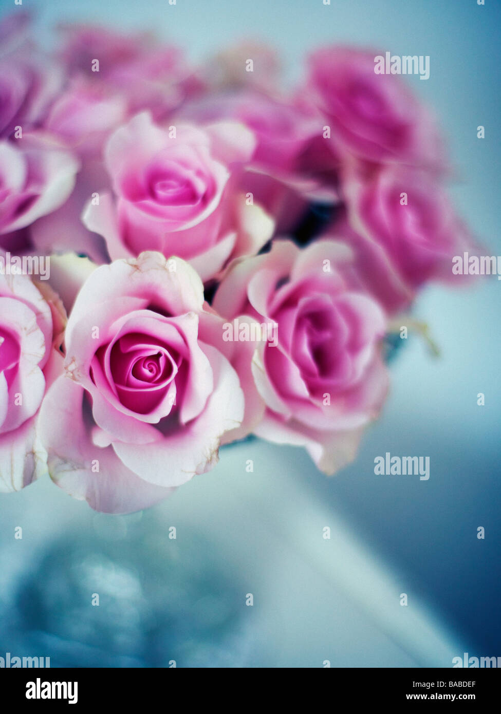 Pink roses narbild Stock Photo