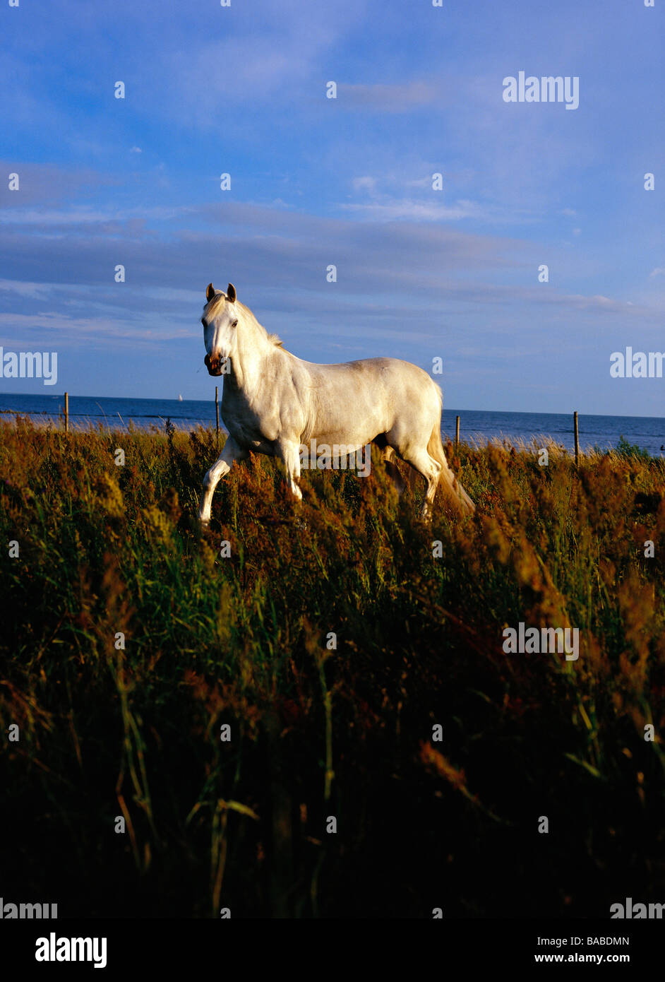 A white horse in the evening sun Sweden Stock Photo