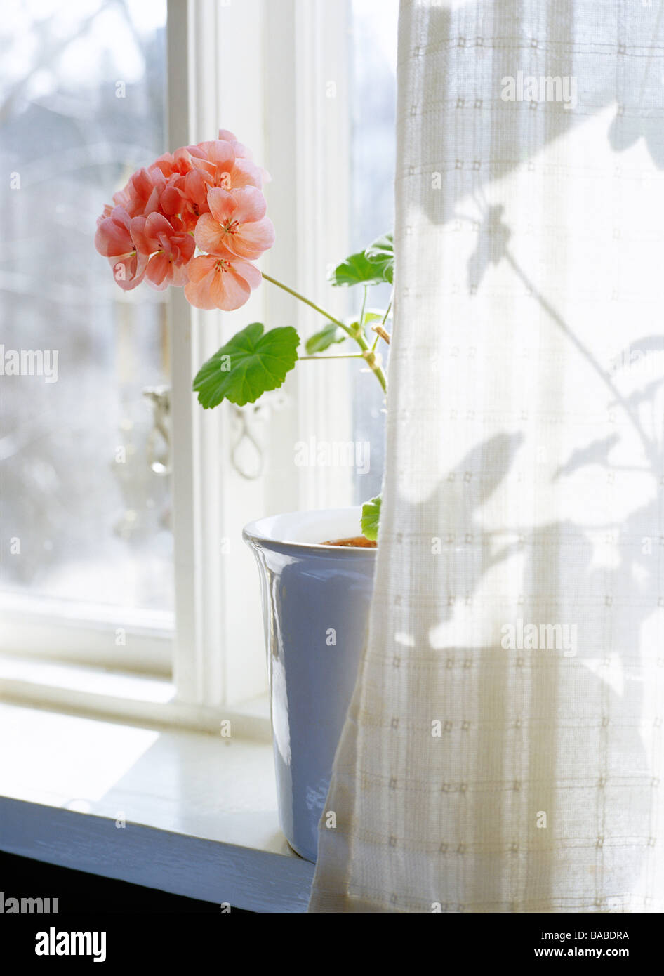 A flower by a window Sweden Stock Photo