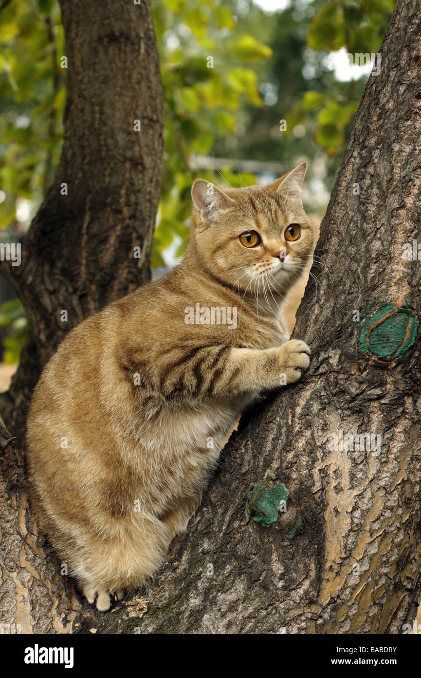 British Shorthair Cat on tree Stock Photo Alamy