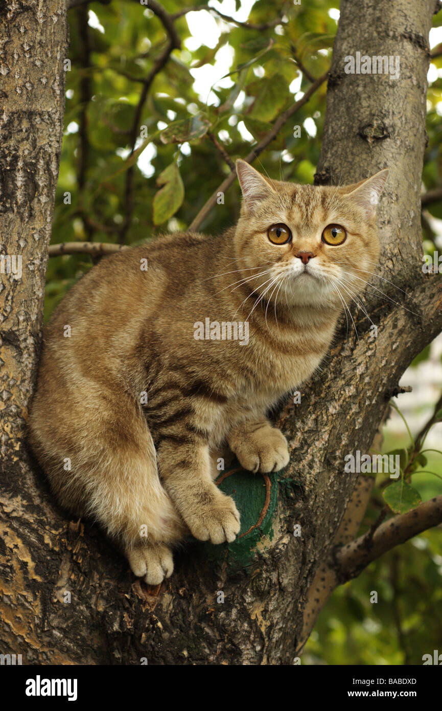 British Shorthair cat on tree Stock Photo Alamy