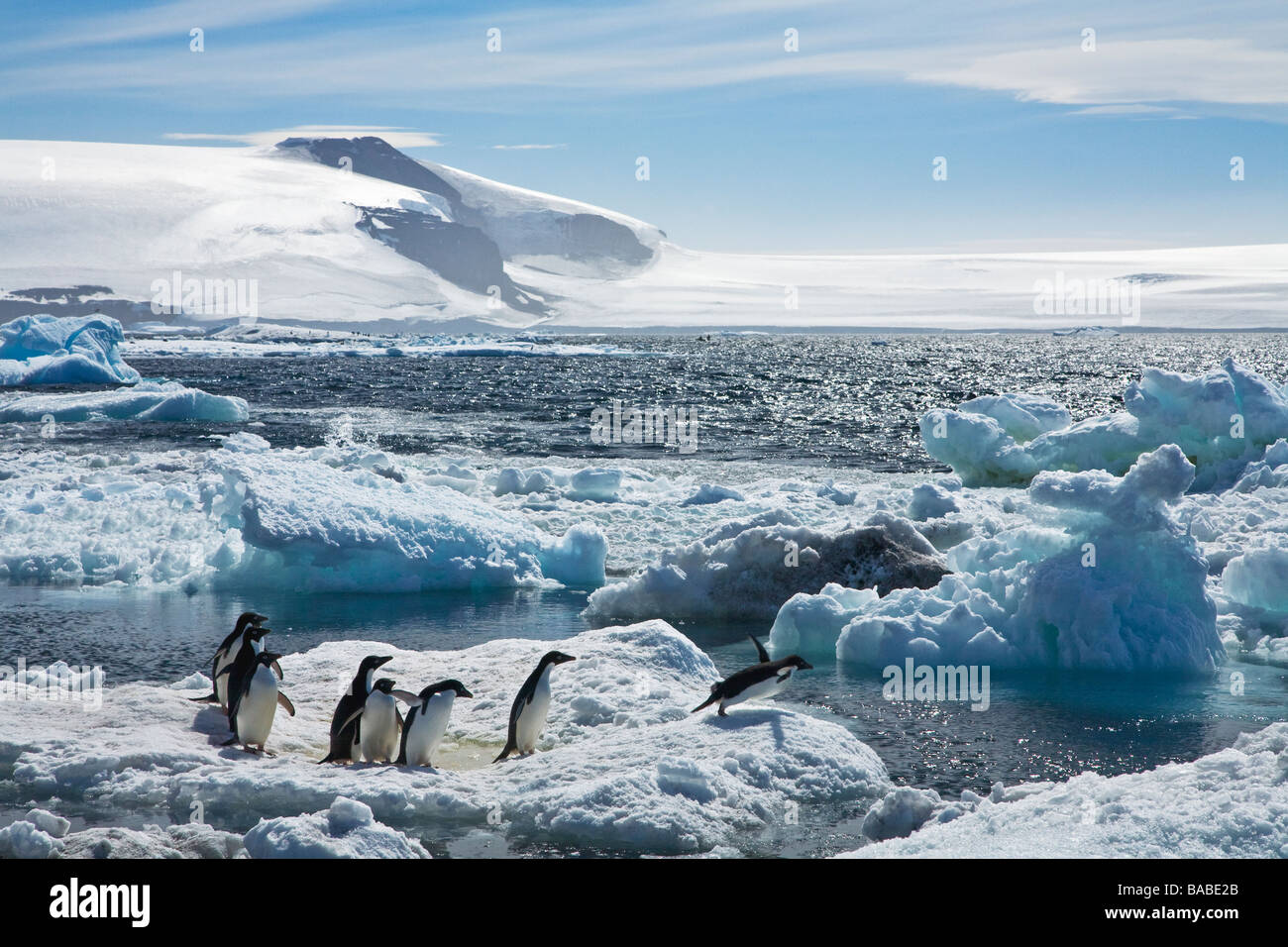 Adelie penguins Pygoscelis adeliae on sea pack ice entering water ...