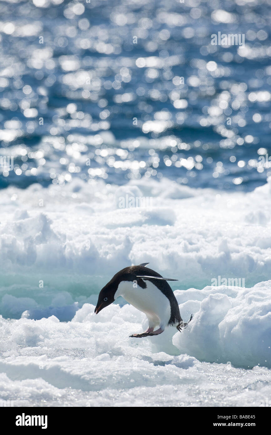 Adelie penguin Pygoscelis adeliae jumping into sea from pack ice Paulet Island Antarctic Peninsula Antarctica Stock Photo