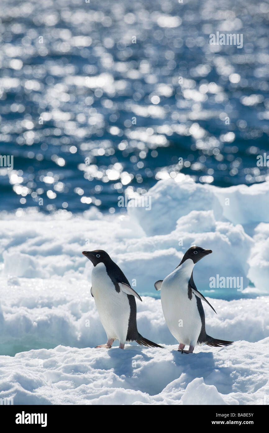 Adelie penguins Pygoscelis adeliae on sea pack ice near Paulet Island ...