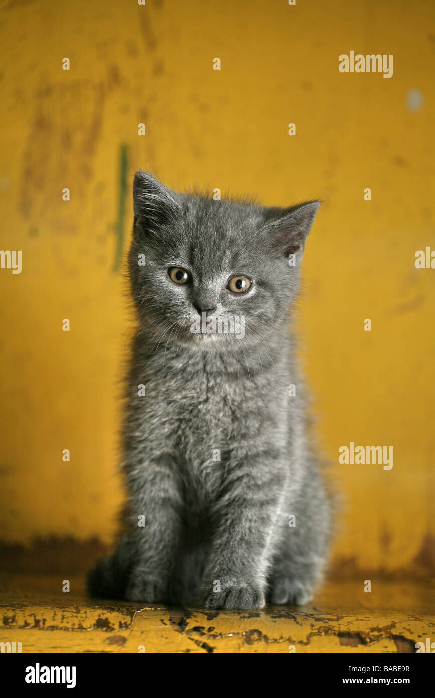 British Shorthair grey kitten. Stock Photo