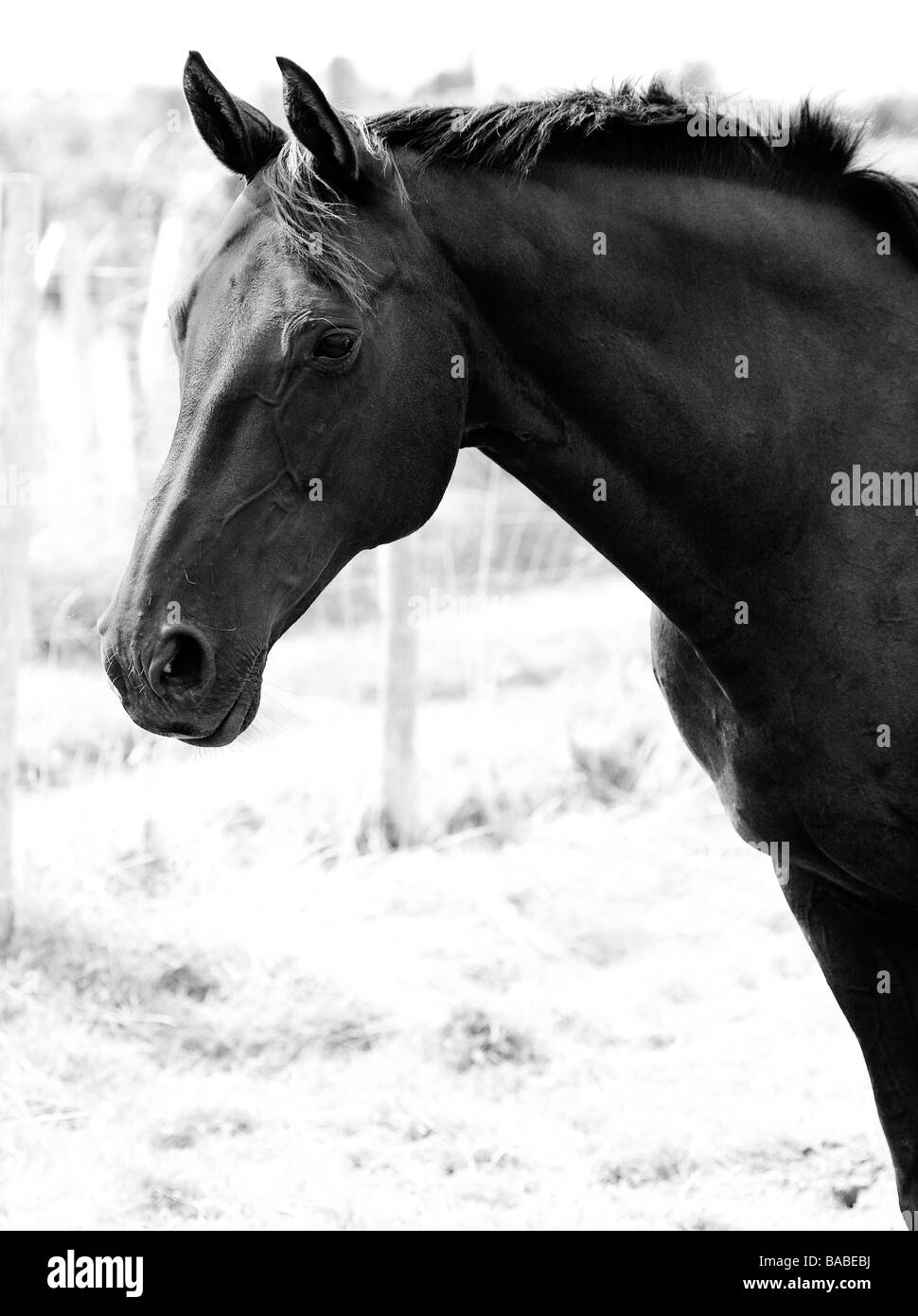 Horse head profile hires stock photography and images Alamy