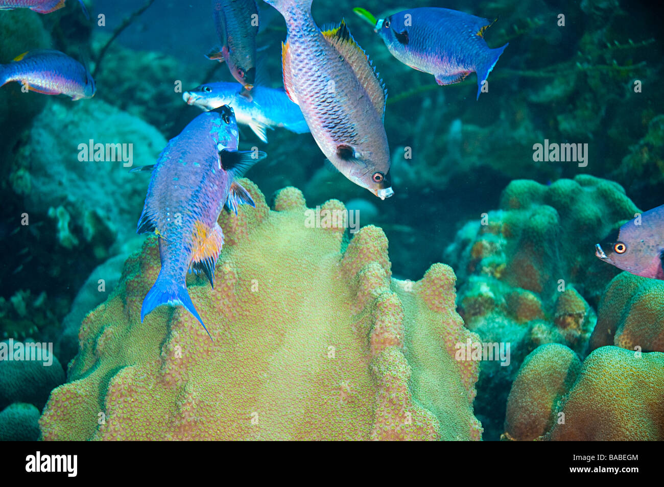 small school of blue juvenile creole wrasse Stock Photo