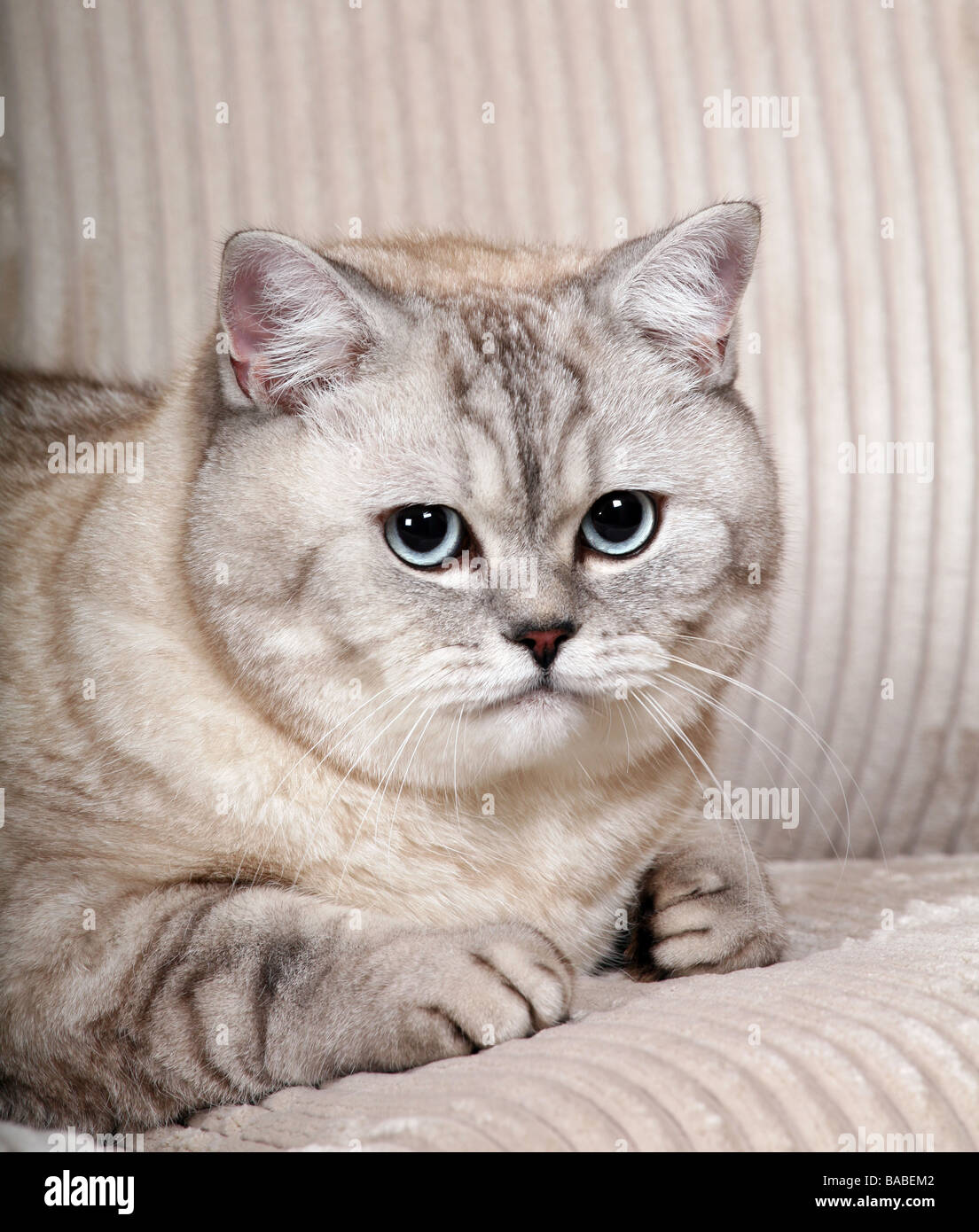 British Shorthair silver cat Stock Photo - Alamy