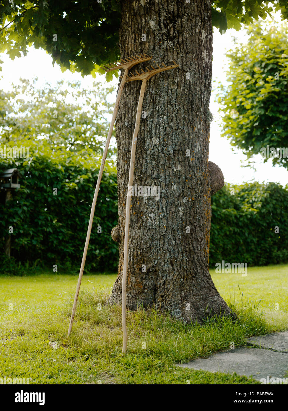 Rake against a tree hi-res stock photography and images - Alamy