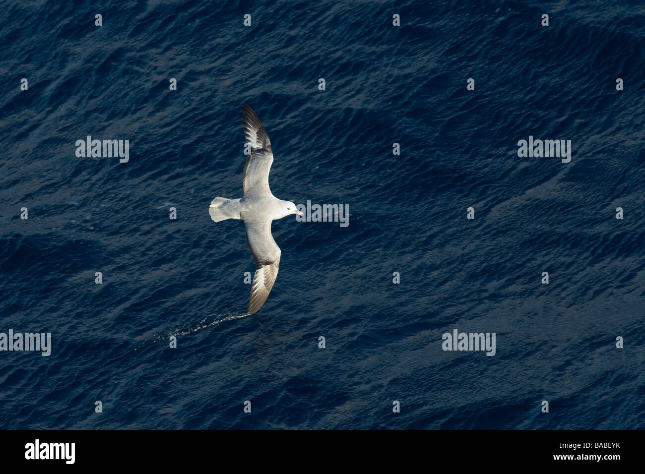 Southern Fulmar Fulmarus glacialoides in flight Antarctic Southern Ocean Antarctica Stock Photo