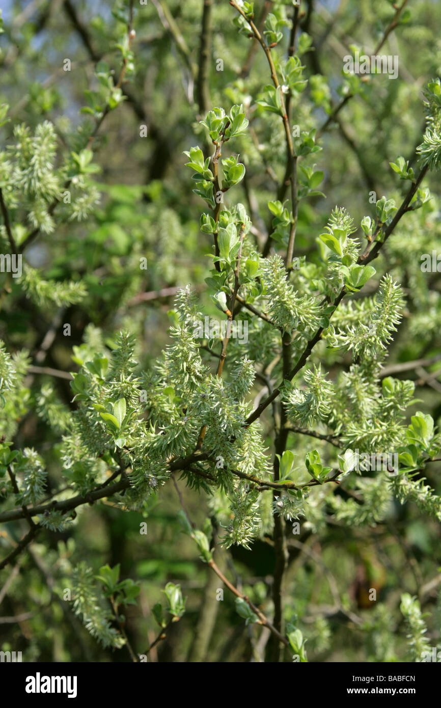 Goat Willow, Salix caprea, Salicaceae, Female Catkins Fruiting Body Stock Photo