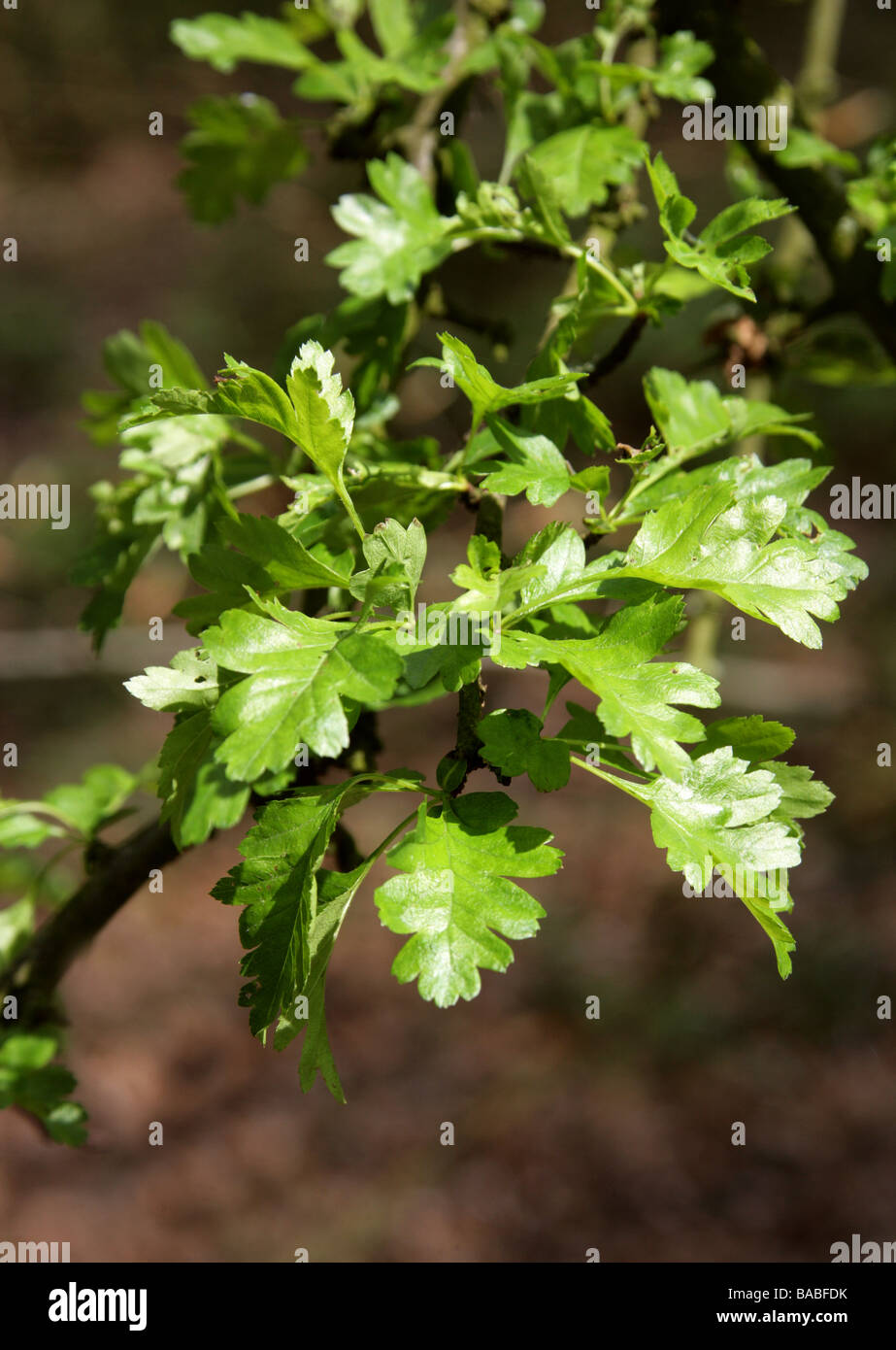 Hawthorn Leaves or May Flower Leaves, Crataegus monogyna, Rosaceae Stock Photo