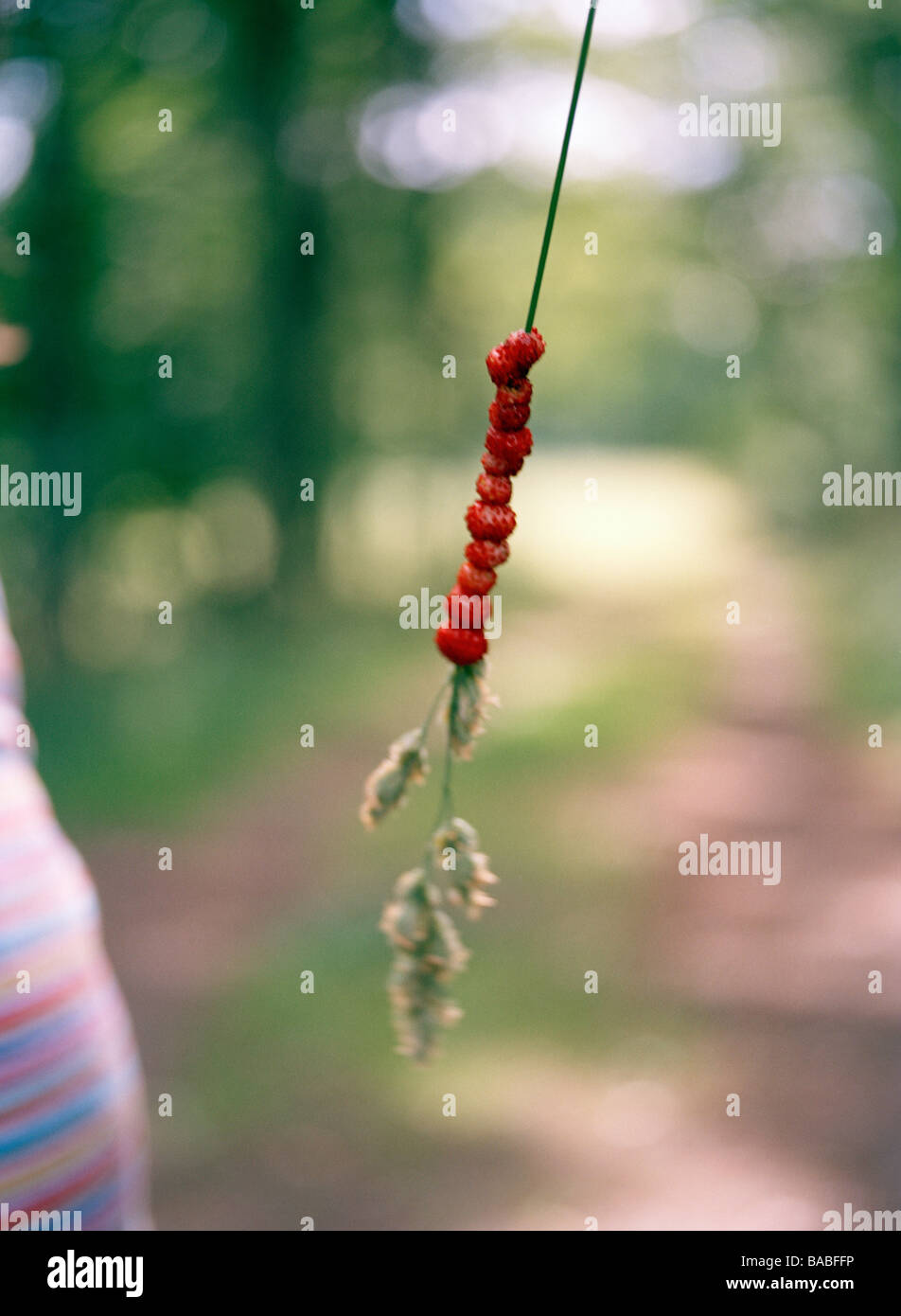 A straw with wild strawberries Sweden Stock Photo - Alamy