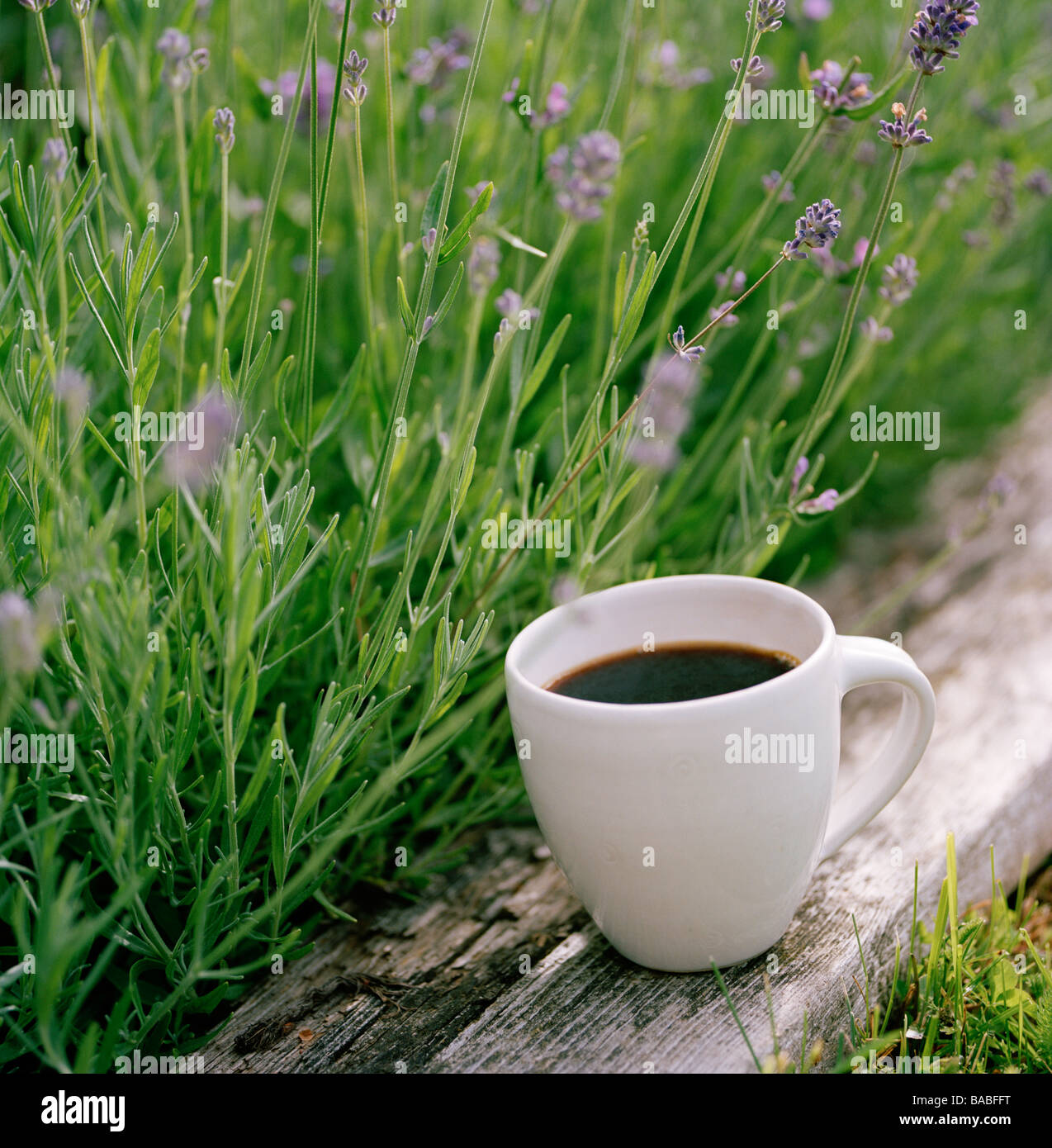 Pelindaba Lavender - Lavender Mug