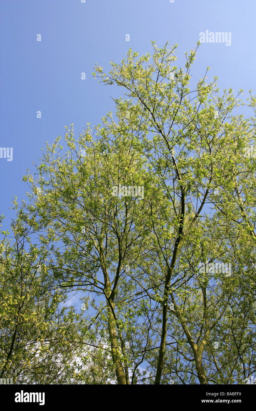 White Willow, Salix alba, Salicaceae, Male Catkins in April Stock Photo
