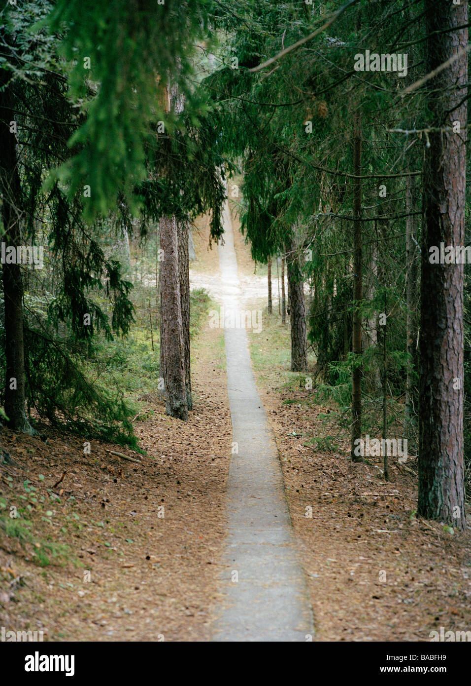 A straight path in the middle of a forest Stock Photo - Alamy