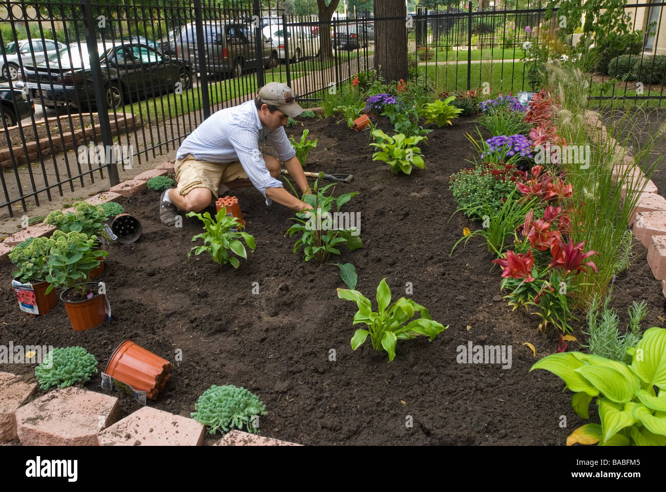 Hispanic Italian landscaping architect working in raised perennial flower garden for apartment building in Chicago Illinois Stock Photo