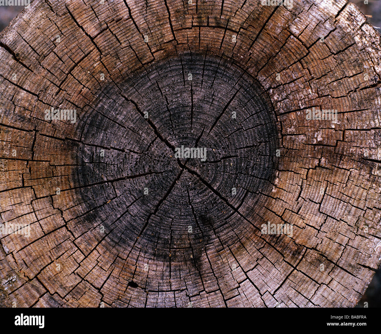 Annual grow rings of a tree hires stock photography and images Alamy