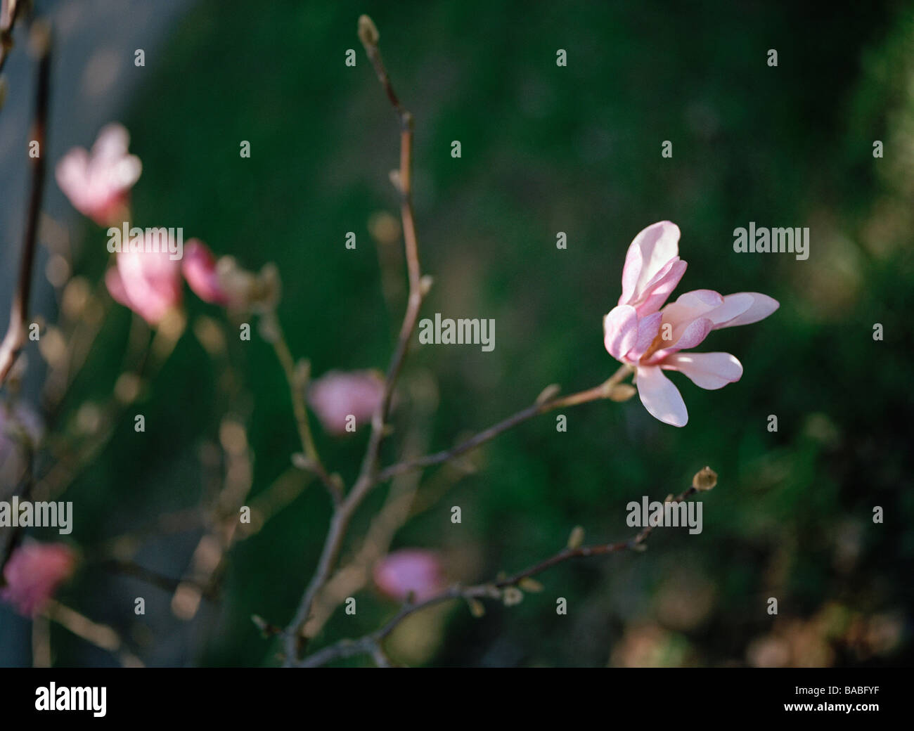 Flowering branches magnolia close hi-res stock photography and images ...