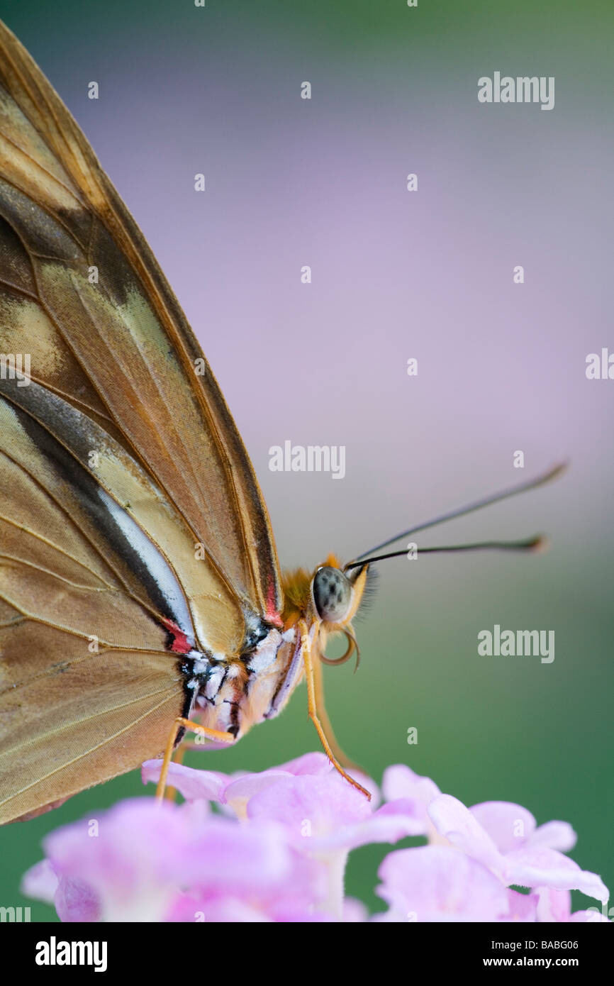 Dryas julia butterfly on pink Lantana Stock Photo