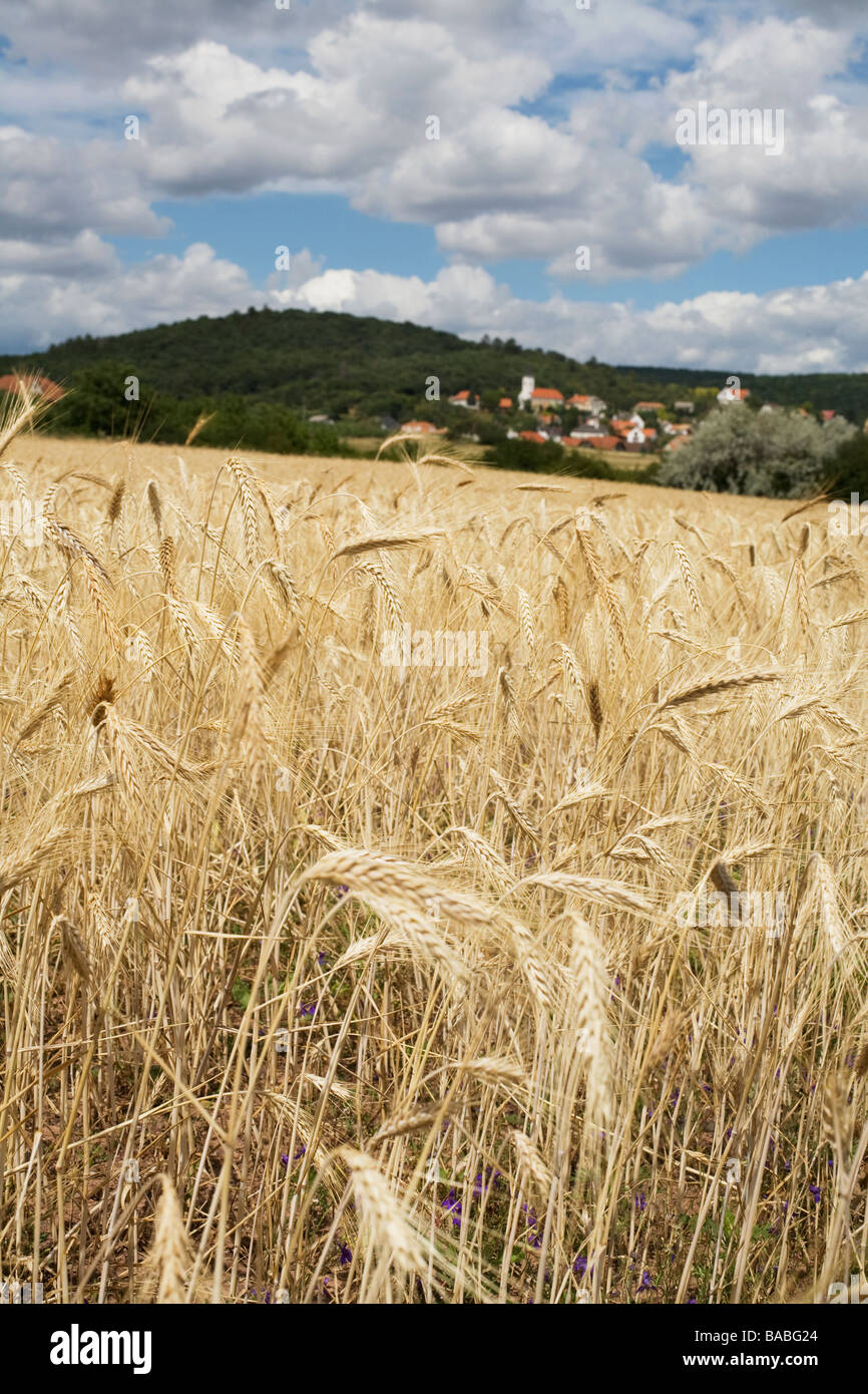 Field of corn Hungary Stock Photo Alamy