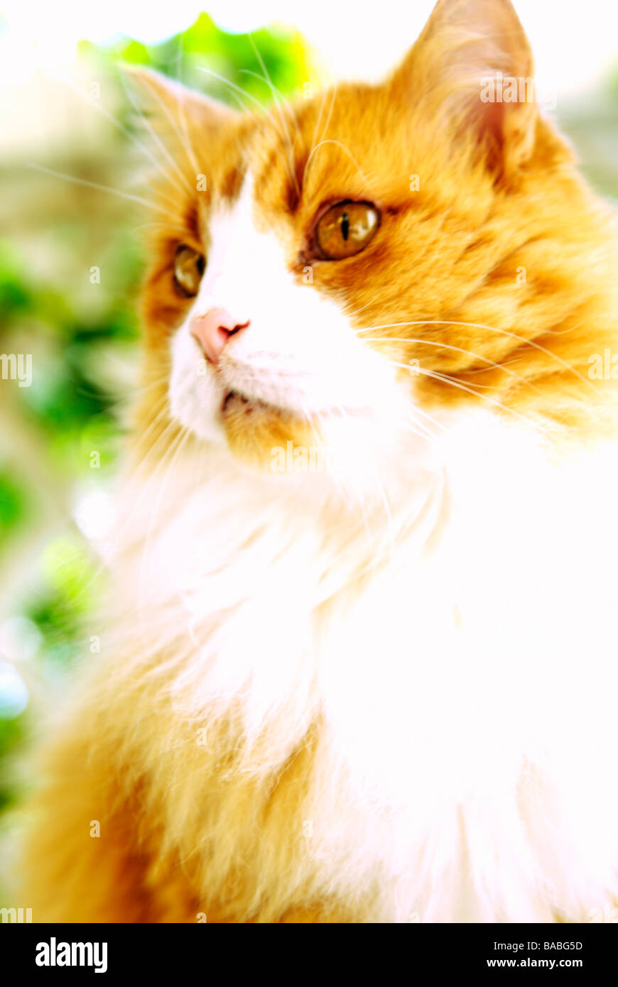 A cat Sweden Stock Photo Alamy