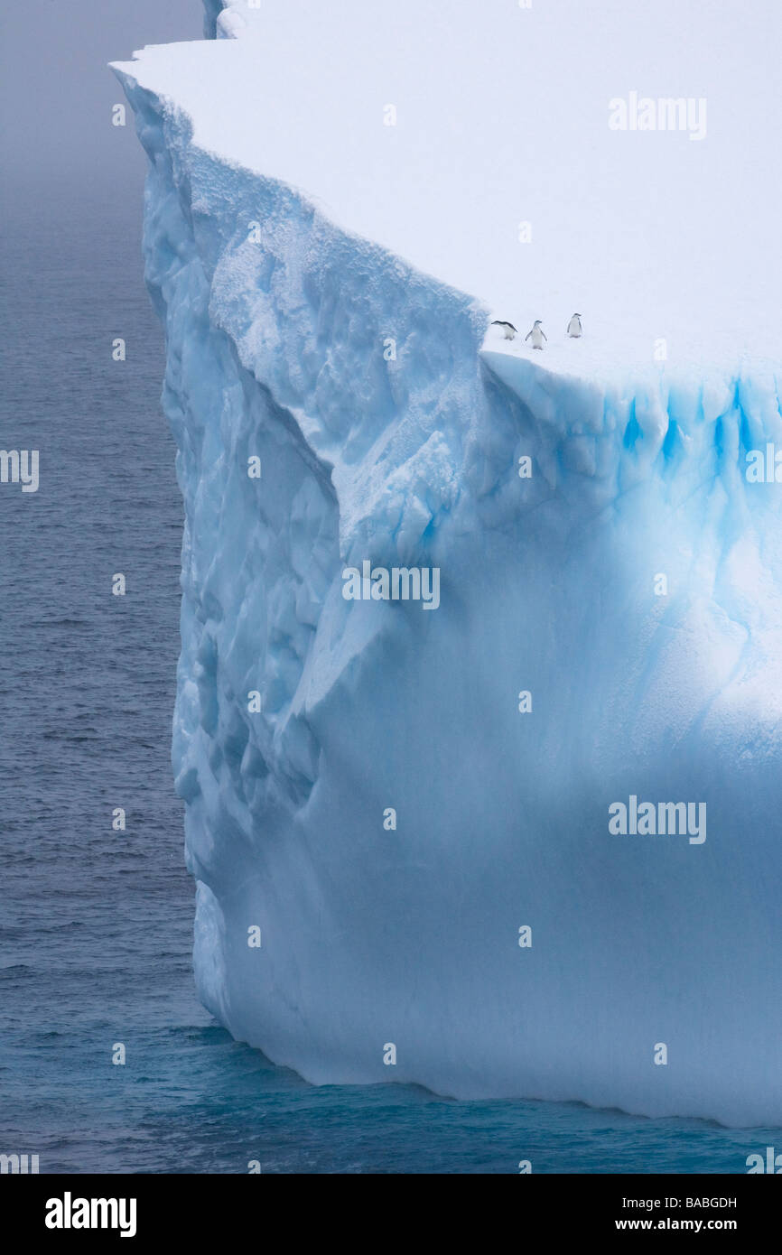 Three Chinstrap Penguins Pygoscelis antarctica looking down at the