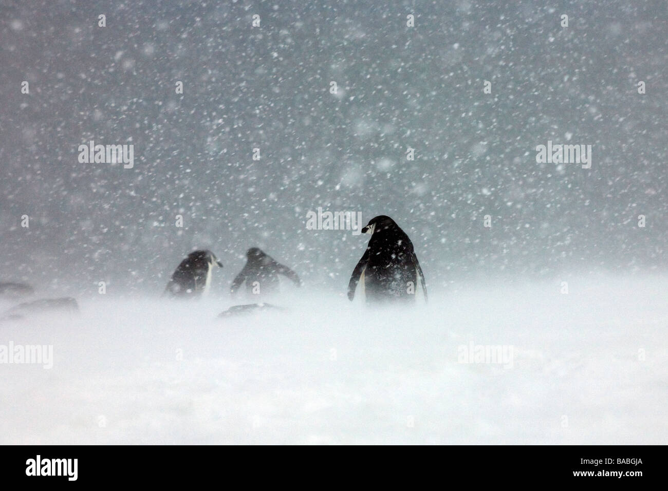 Chinstrap Penguins Pygoscelis antarctica in snowstorm on Orcadas Base Laurie Island South Orkney Islands Antarctica Stock Photo