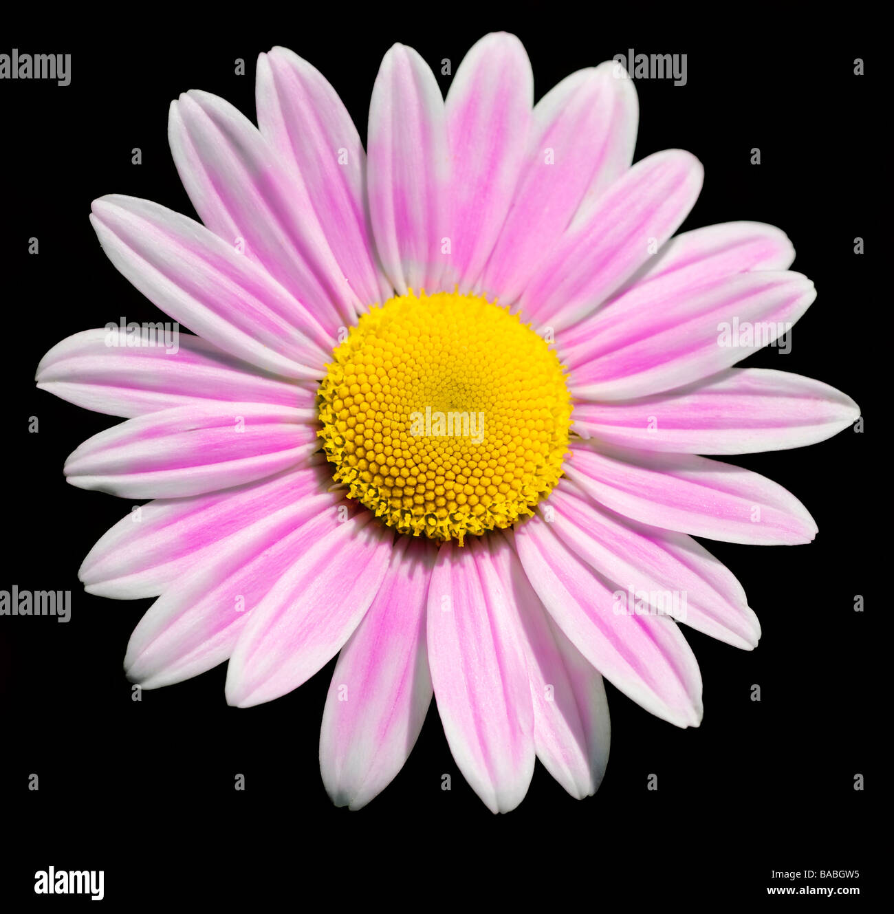 Pink daisy with yellow heart Stock Photo