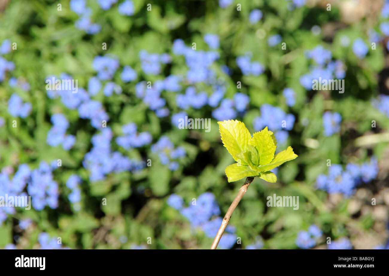 Young shoot (green leaves) in front of  forget-me-nots Stock Photo