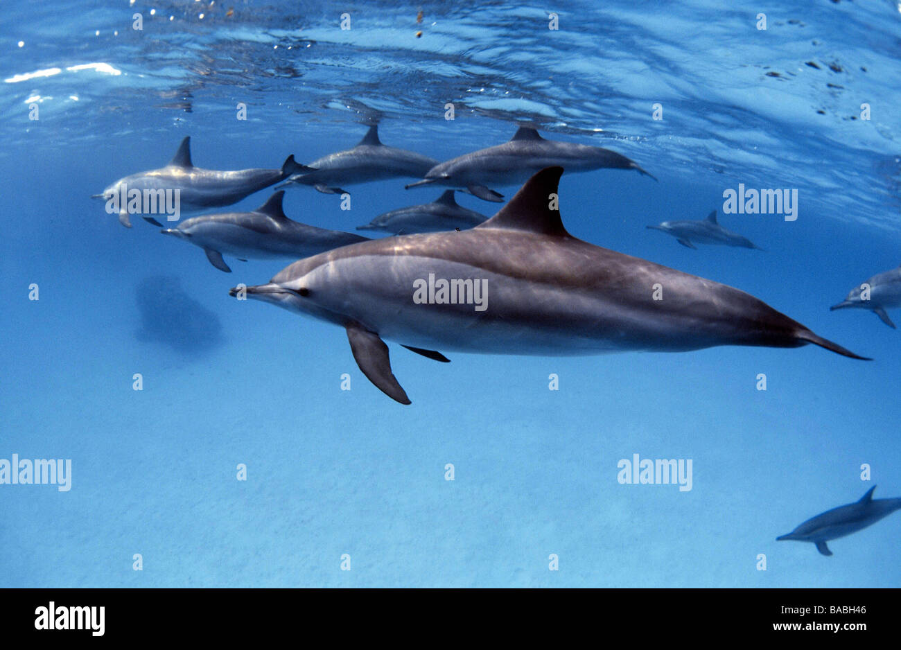 Red Sea dolphins Marsa Alam Samadai Bay, underwater, clear water, blue water, scuba, diving, ocean, sea, snorkel, mammals Stock Photo