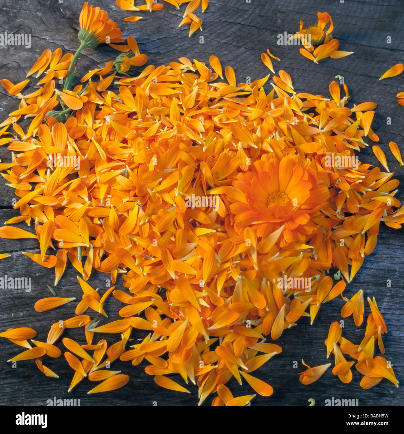 Calendula officinalis Stock Photo