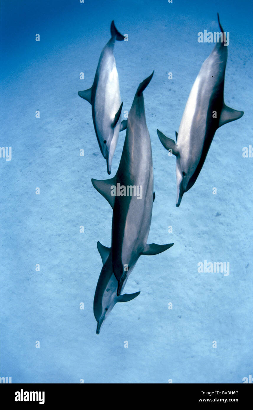 Red Sea dolphins Marsa Alam Samadai Bay, underwater, clear water, blue water, scuba, diving, ocean, sea, snorkel, mammals Stock Photo