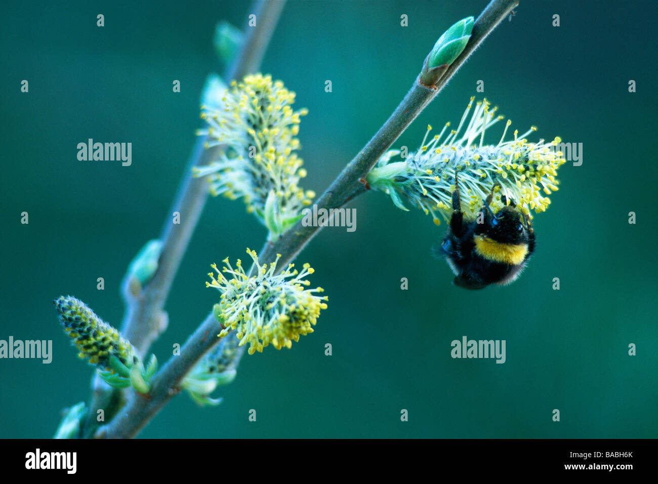 A bumblebee on sallow Stock Photo
