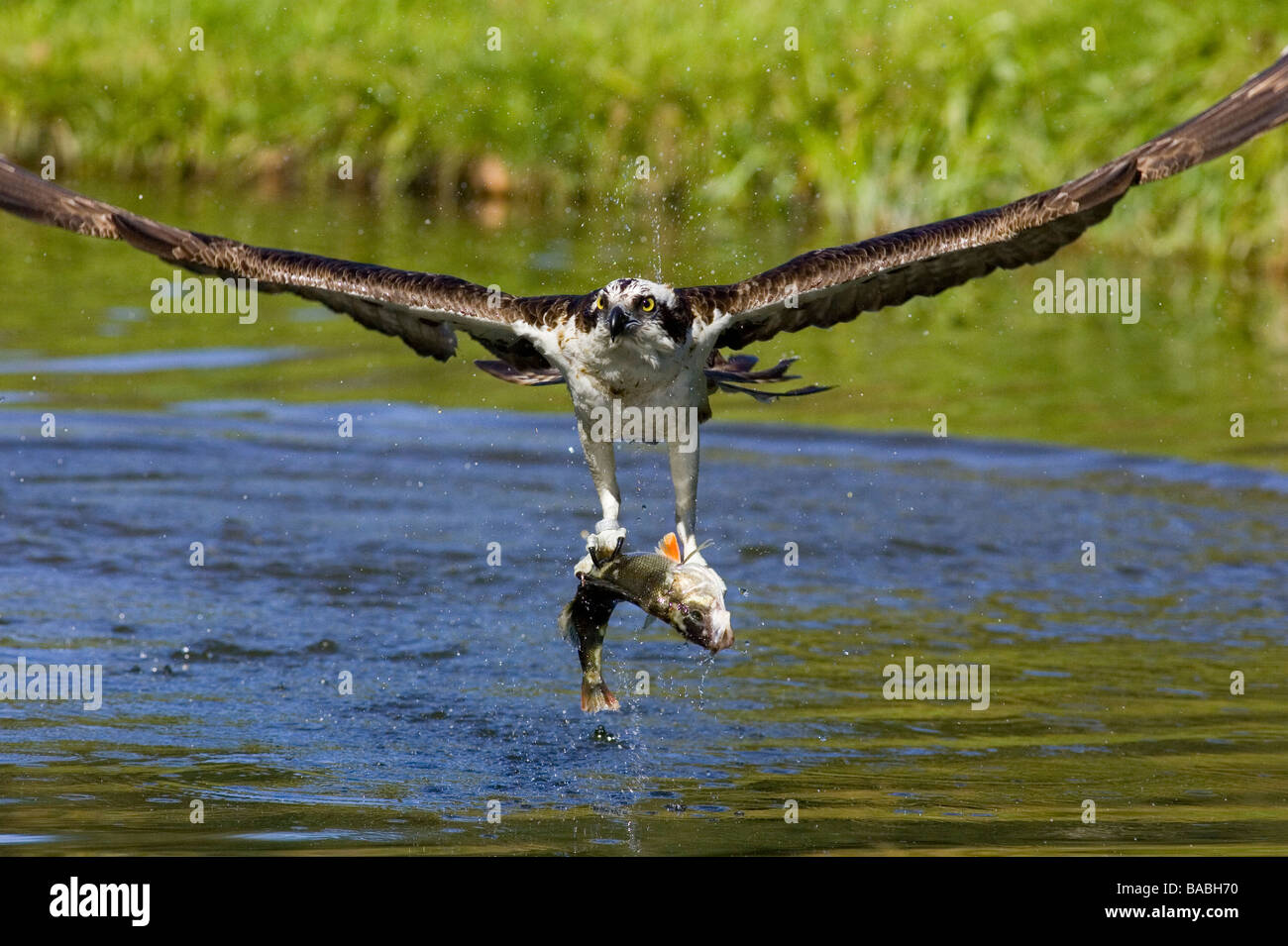 Fish hawk catching fish Stock Photo - Alamy