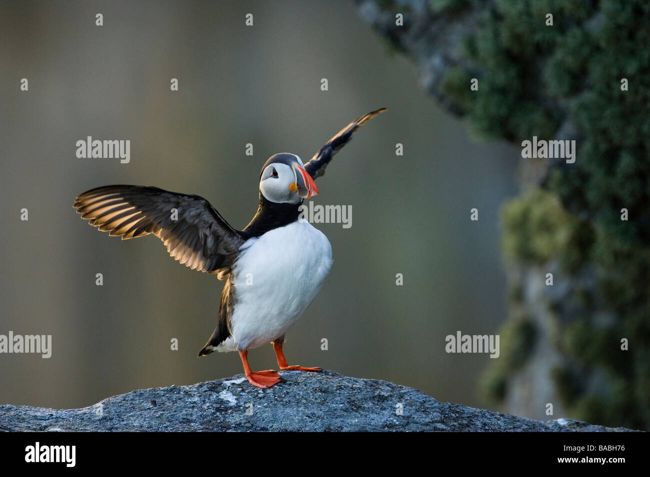 Puffin on a cliff Stock Photo Biology Diagrams