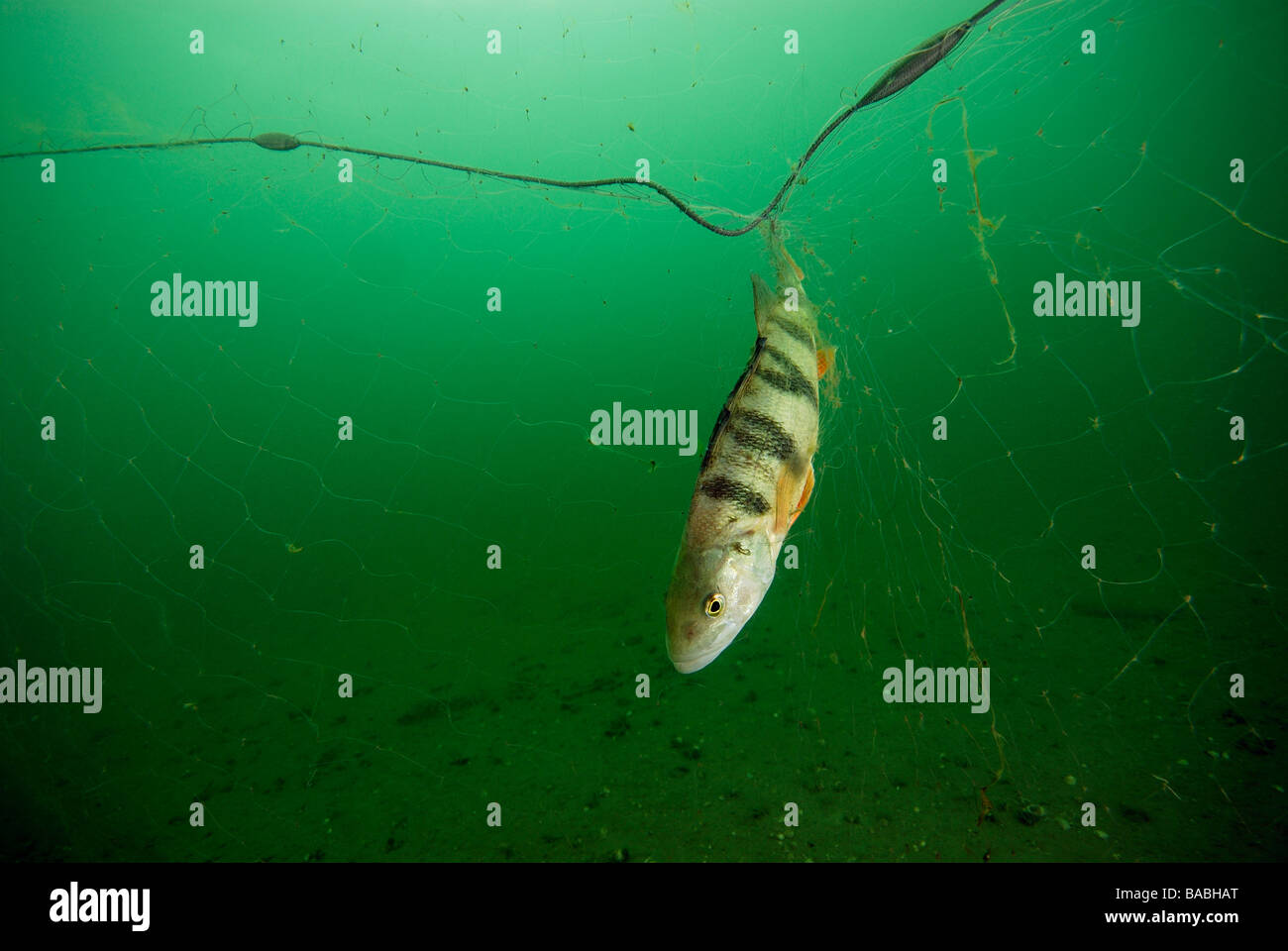 A fish caught in a net under water Stock Photo