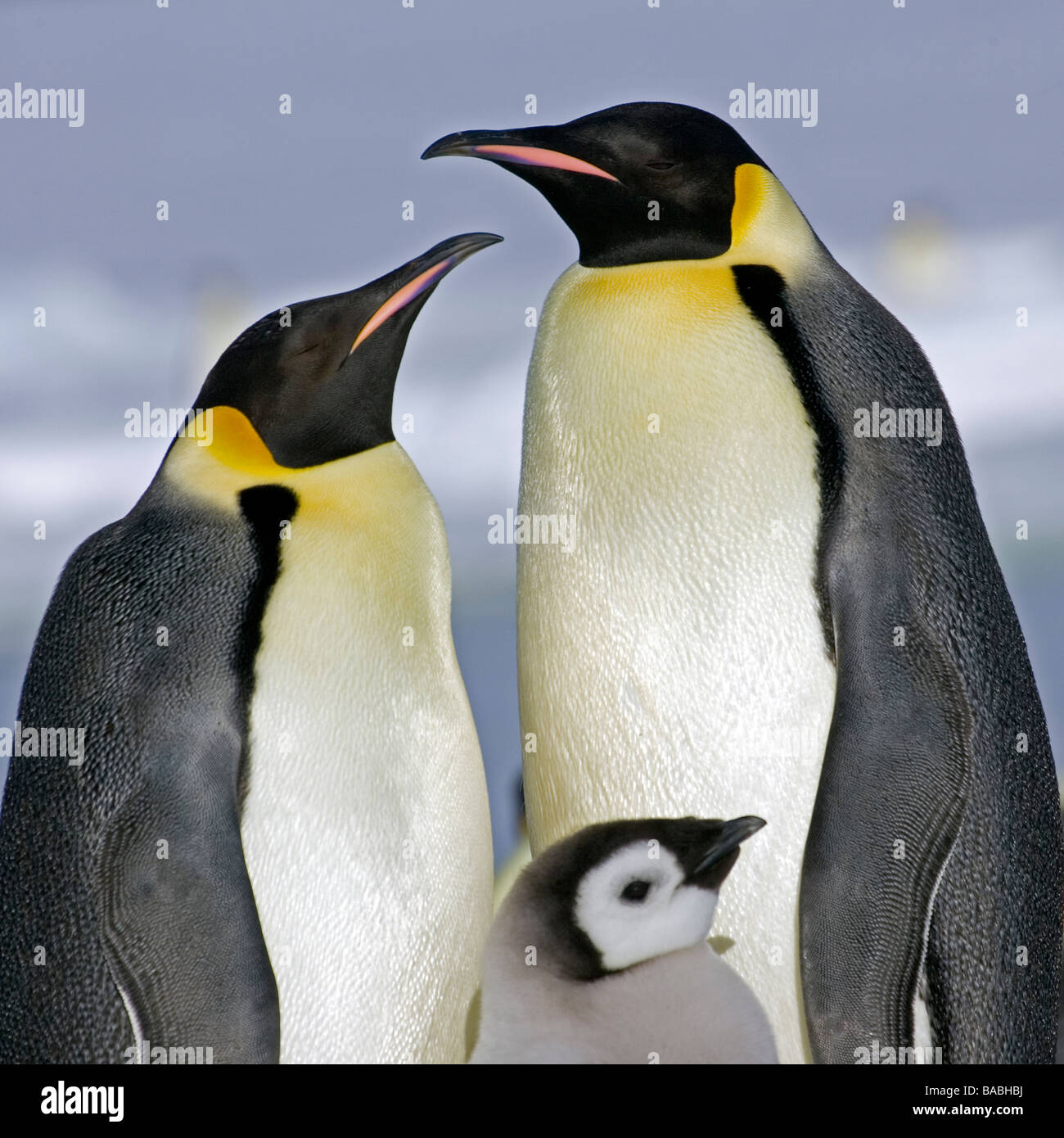 Empereor penguins the Antarctic Stock Photo