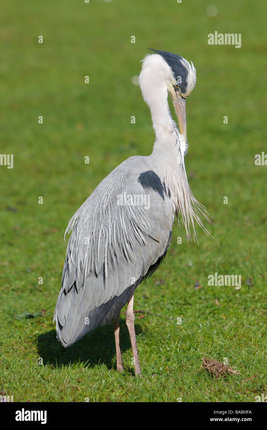 Grey Egret Grey Heron Netherlands Stock Photo Alamy grey-egret-grey-heron-netherlands-stock-photo-alamy