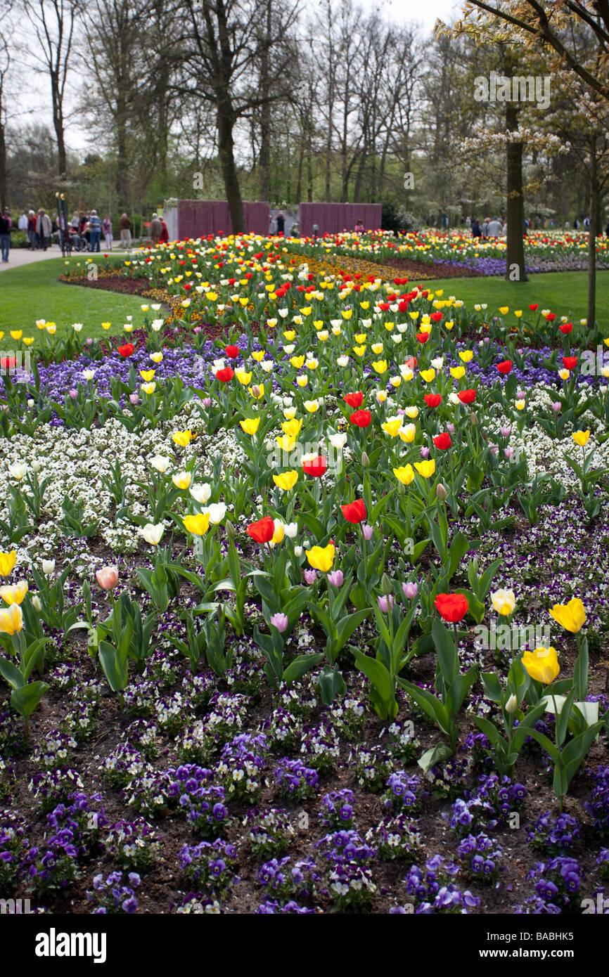 Tulip flowers in Keukenhof Park, Lisse, garden of Europe, The world's largest flower garden