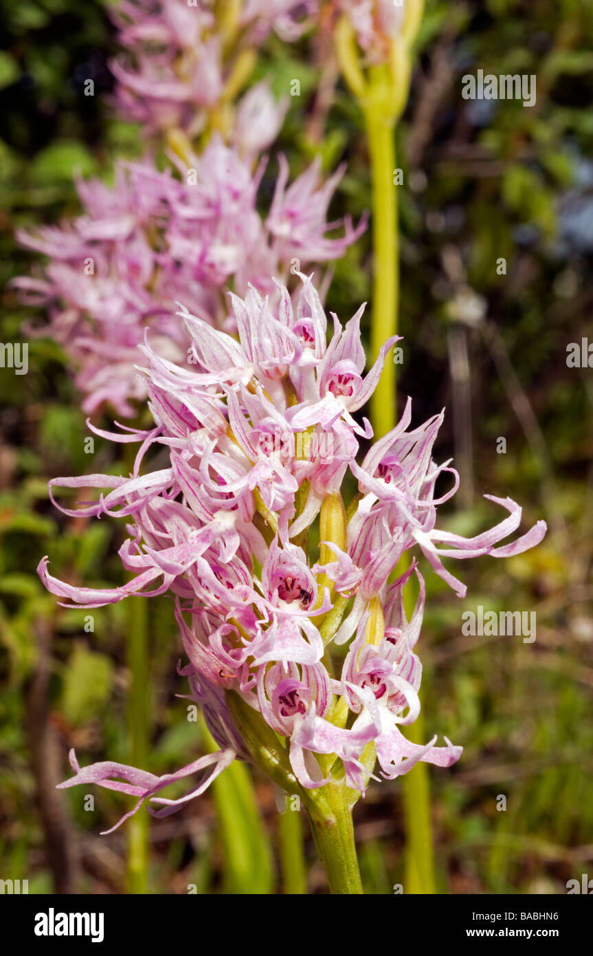 Wild orchid, Orchis italica, Mugla Turkey April Stock Photo