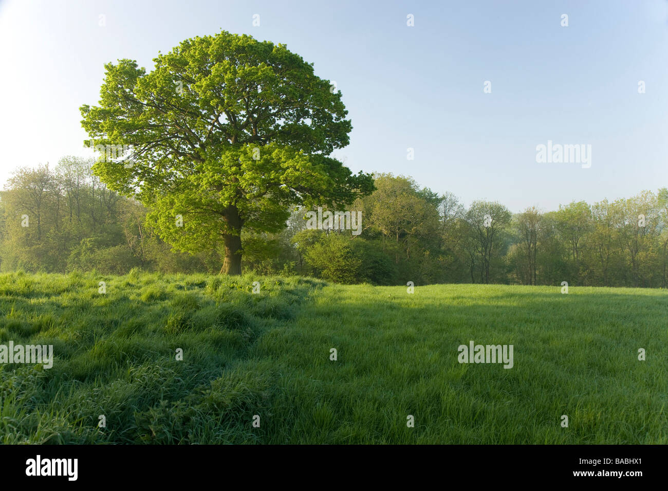 Oak tree in spring hi-res stock photography and images - Alamy
