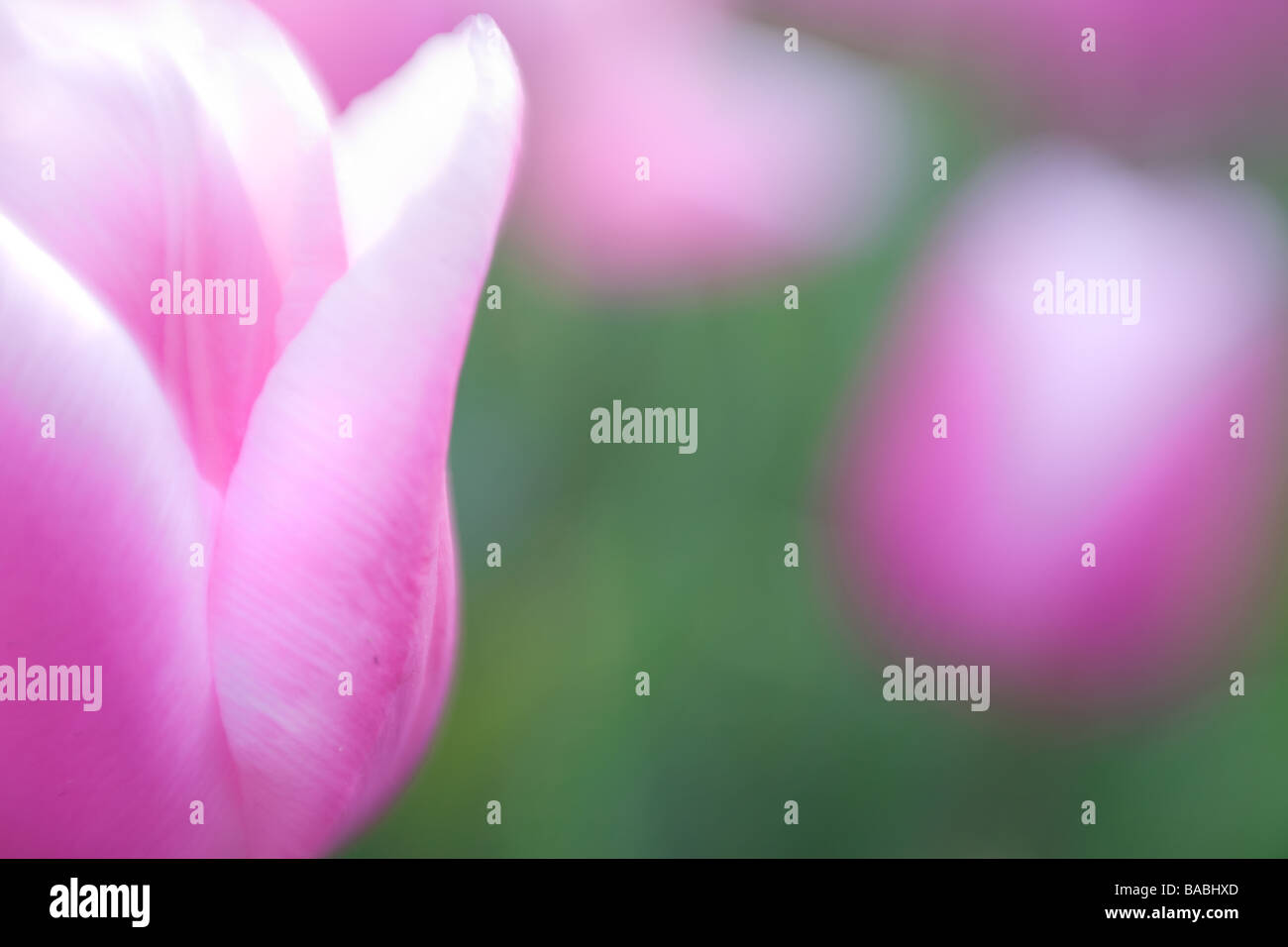 Keukenhof Gardens in the Netherlands Stock Photo - Alamy