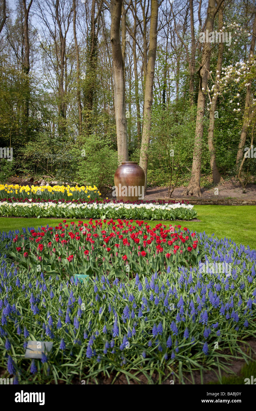 Tulip flowers in the Keukenhof Park, garden of Europe, The world's