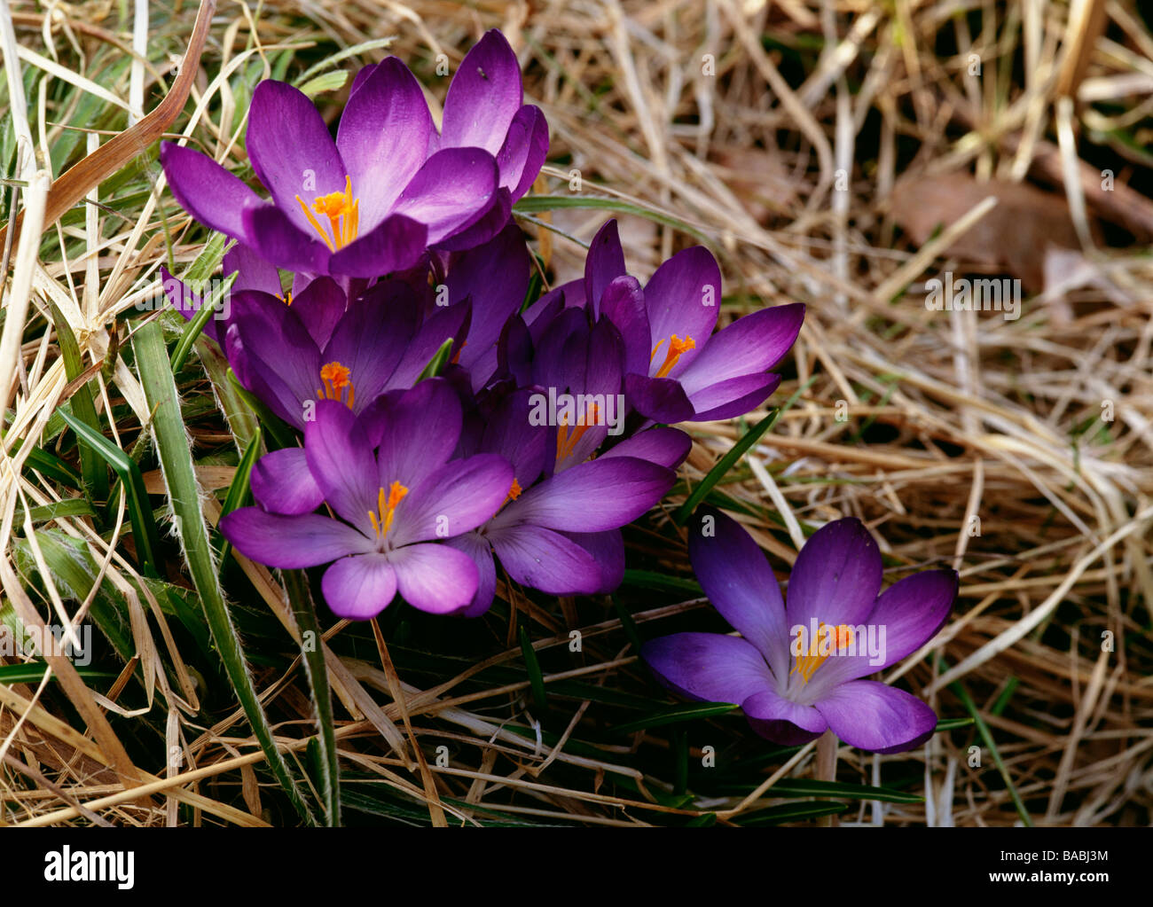 Purple needle grass hi-res stock photography and images - Alamy