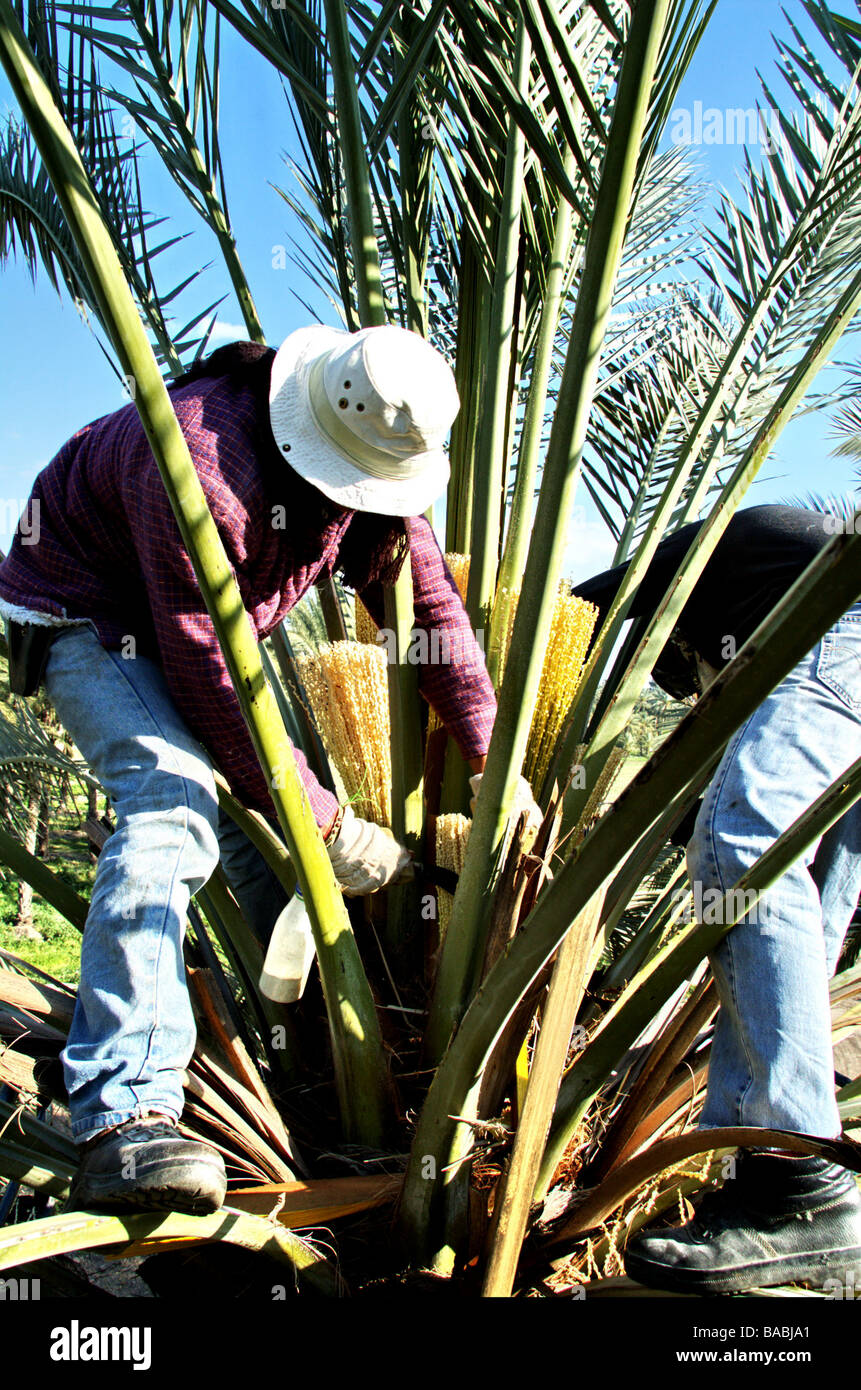 Israel Jordan Valley Kibbutz Ashdot Yaacov artificial pollination of