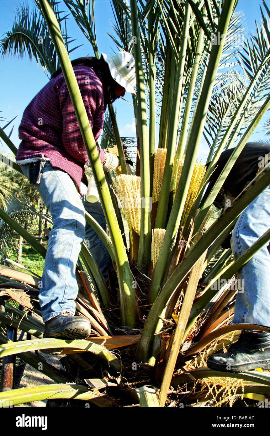 Israel Jordan Valley Kibbutz Ashdot Yaacov artificial pollination of