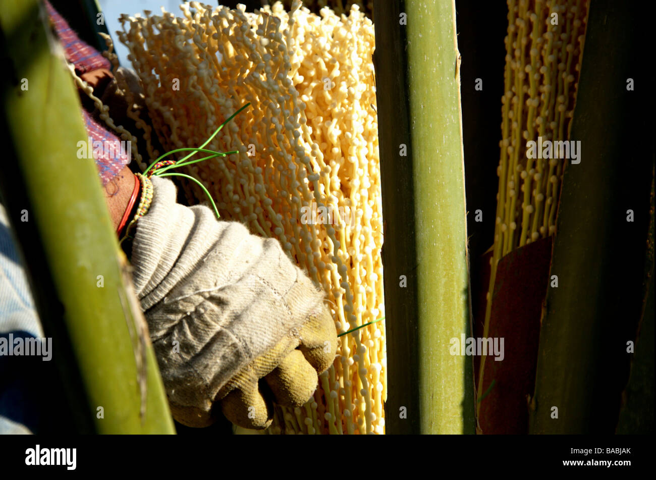 Israel Jordan Valley Kibbutz Ashdot Yaacov artificial pollination of